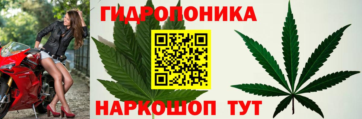 МАРИХУАНА тримм  Вход с VPN  Конопля White Widow  Вышний Волочёк  Бошки Шишки гибрид  Марихуана сатива 